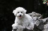 BICHON FRISE 510